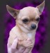 chihuahua%20p1.jpg